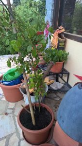 Loslassen und Haus mit Garten umziehen als Familie, na wunderbar!