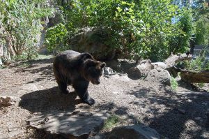 Ausflug mit Kindern in den Alpenzoo Innsbruck