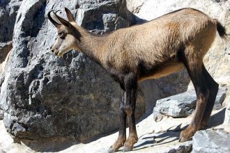 Ausflug mit Kindern in den Alpenzoo Innsbruck