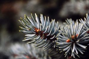 Weihnachtsduft und seine Wirkungen auf unsere Psyche