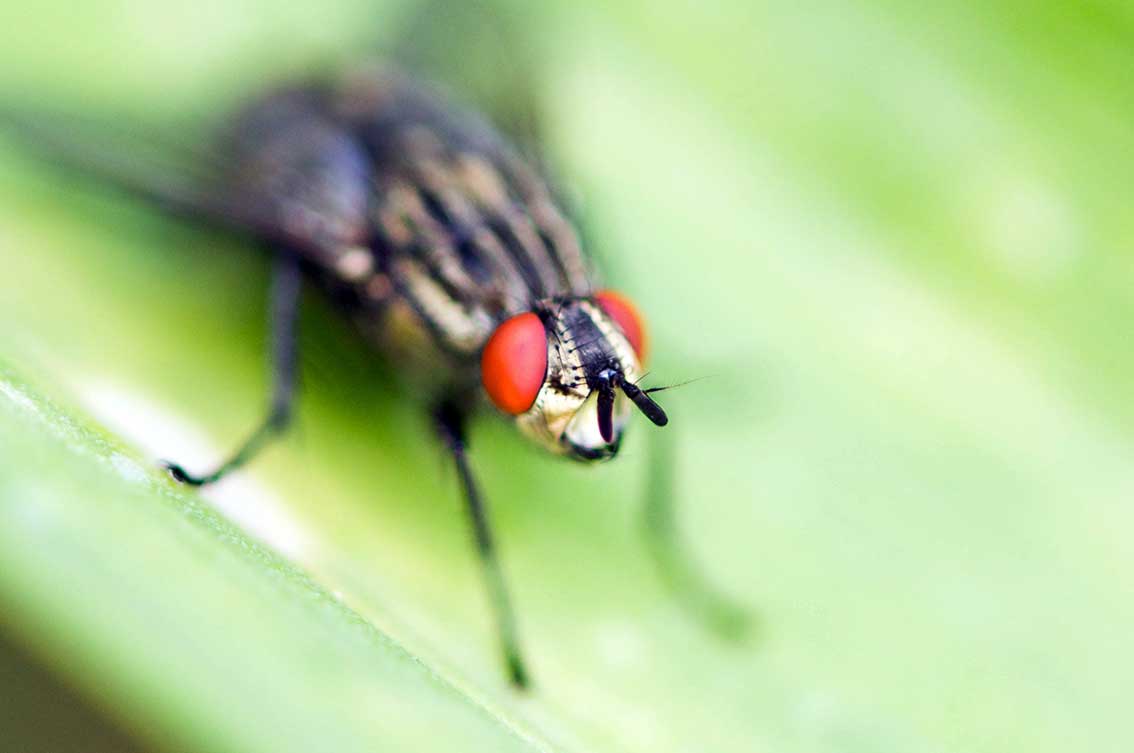 Naturwissenschaften für Kinder: Mikroskopie, Natur und Experimente