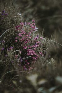 Bachblüten für Kinder