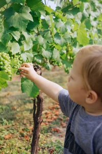 Bachblüten für Kinder