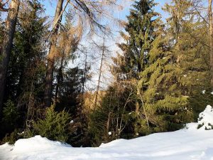 Skifahren mit Kindern im Stubaital – Serles Mieders