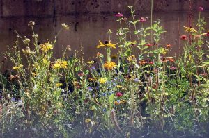 Insektenfreundlicher Garten - sterben die Insekten aus? Das große Bienensterben noch aufhaltbar?
