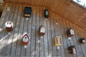 Insektenfreundlicher Garten - sterben die Insekten aus? Das große Bienensterben noch aufhaltbar?