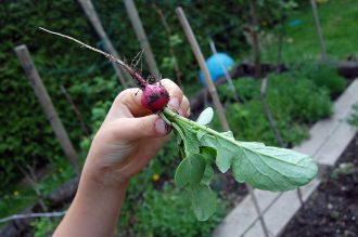 Gärtnern mit Kindern: Radieschen Ernte: Ein wilder Garten zum Spielen und Ernten