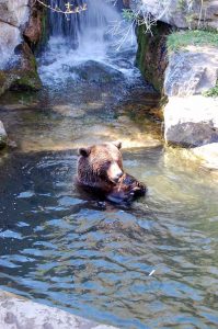 Naturkinder feiern Geburtstag im Alpenzoo