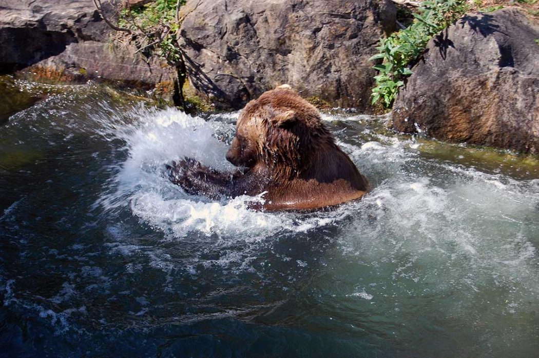 Naturkinder feiern Geburtstag im Alpenzoo