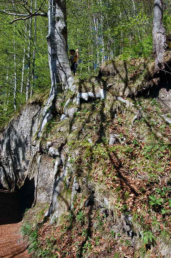 Naturkinder klettern im Frühlingswald