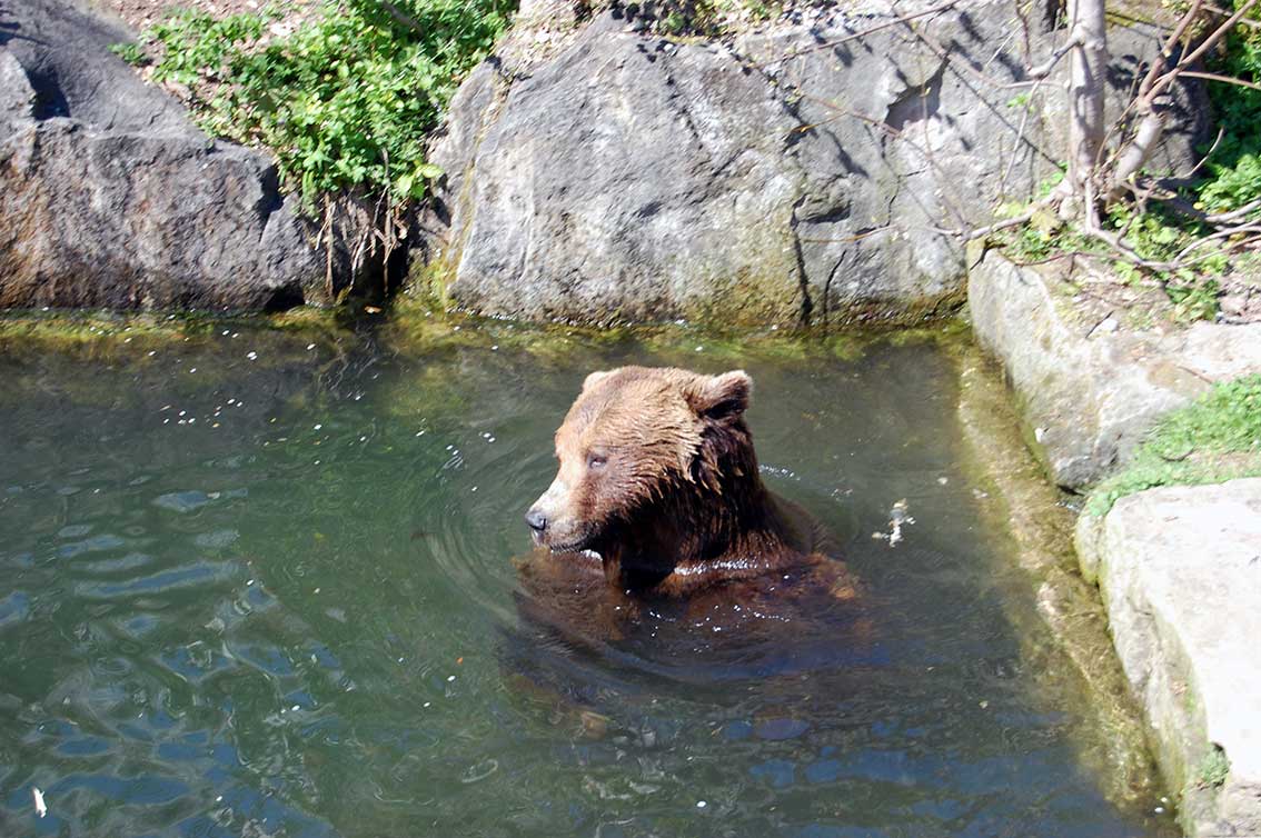 Naturkinder feiern Geburtstag im Alpenzoo