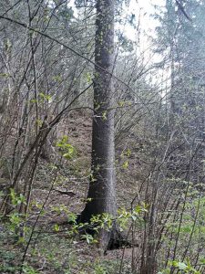 PokemonGo im Garten und Schlosspark