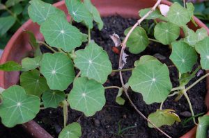 Kapuzinerkresse im Garten