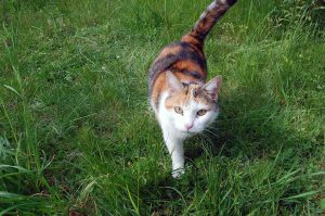 wertvolle Mini-Auszeit dank Katze rettet das Wochenende