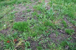 Hier haben wir den Rasen aufggraben und Wildblumen angesät!