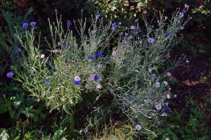 Mehr analoge Zeit im Garten verbringen! TUT GUT