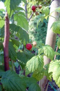 Mehr analoge Zeit im Garten verbringen! TUT GUT