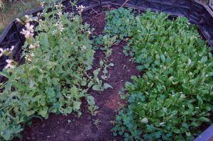 Mehr analoge Zeit im Garten verbringen! TUT GUT