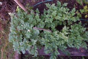 Mehr analoge Zeit im Garten verbringen! TUT GUT