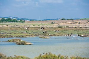 Sustainable Fish Farming restores wild life