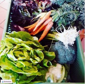 Kochen zuhause mit der Gemüsekiste