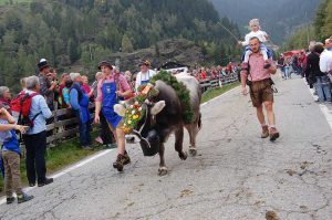 Almabtrieb in Südtirol