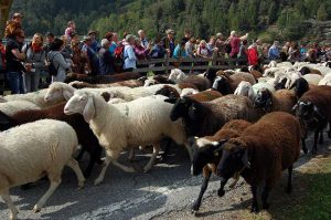 Almabtrieb in Südtirol