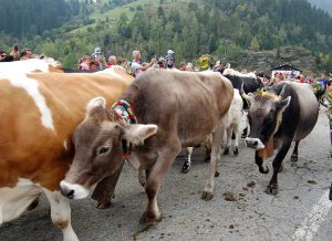 Almabtrieb in Südtirol