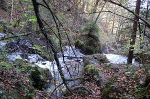 Waldbaden & Klammwanderungen bei Innsbruck