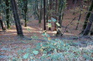 Waldbaden