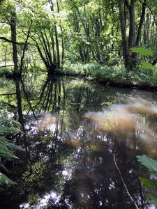 Waldbade-Experten und selbständige Mütter