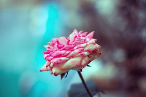 Für sich selbst Dasein mit einem Duft gegen Stress