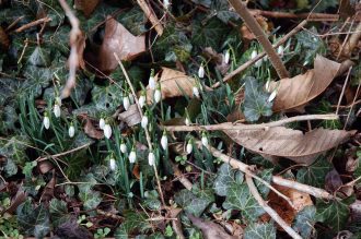 Gartenarbeit im Februar