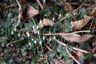 Gartenarbeit im Februar