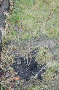 Gartenarbeit im Februar