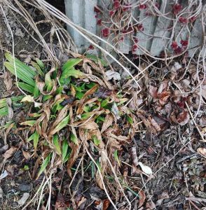 Gartenarbeit im Februar