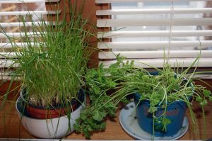 Suppenwürze selbst herstellen