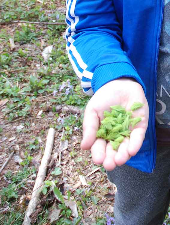 Wildkräuter sammeln im Frühling