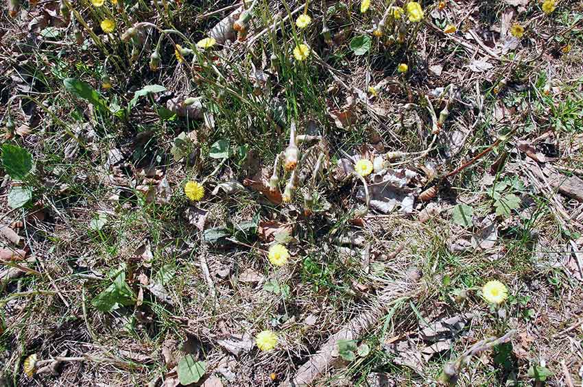 Wildkräuter sammeln im Frühling