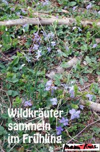 Wildkräuter sammeln im Frühling