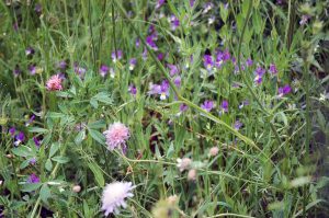 Achtsam sein für die kleinen Glücksmomente