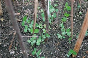Gartenarbeiten im Mai