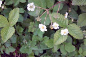 Gartenarbeiten im Mai