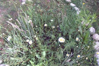 Garten für Insekten und Vögel