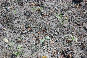 Garten für Insekten und Vögel