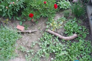Garten für Insekten und Vögel