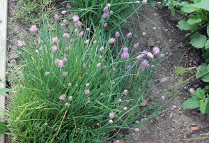 Garten für Insekten und Vögel