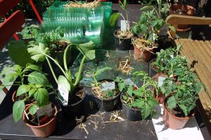 Jungpflanzen setzen