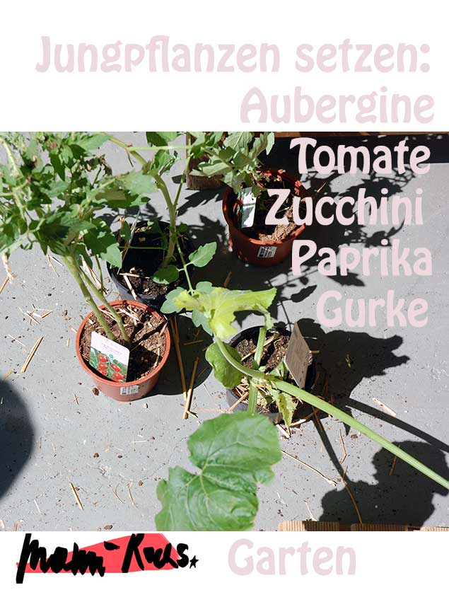 Jungpflanzen setzen