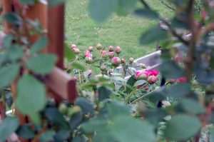 Gartenarbeiten im Mai, meditieren lernen